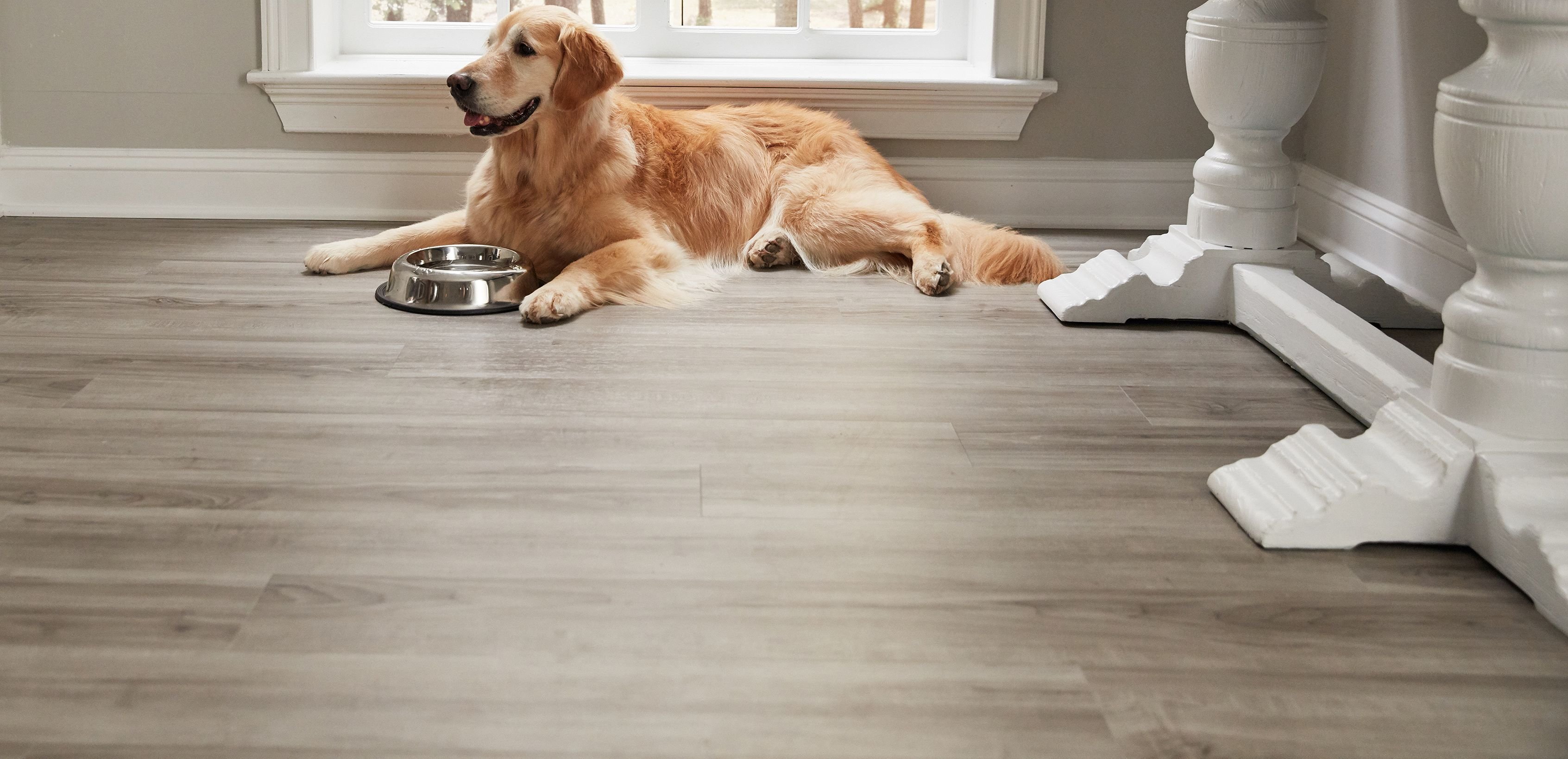 Golden retriever on vinyl floor