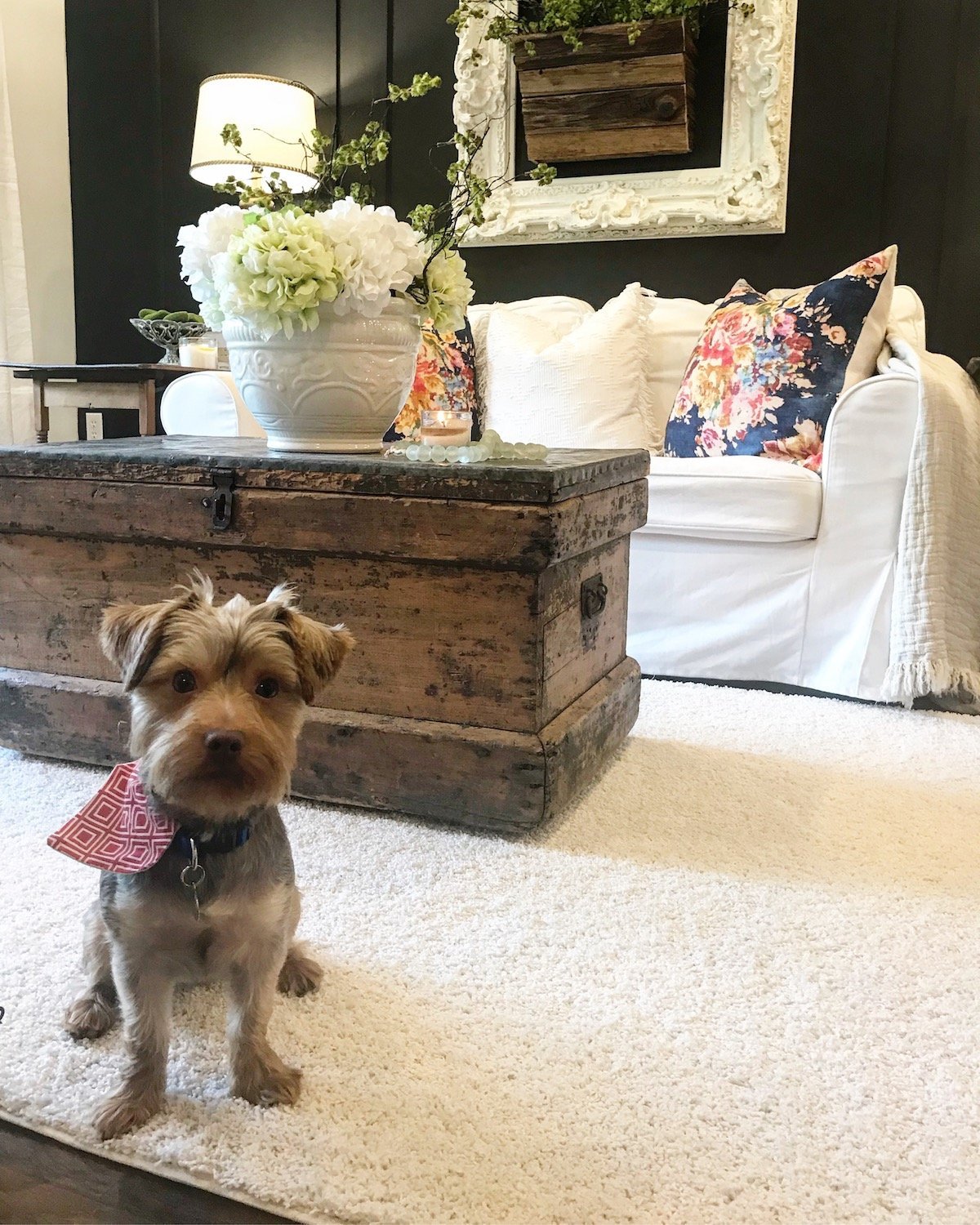 Small dog sitting on a white area rug in a living room